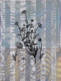 Shelf Life Chamomile
