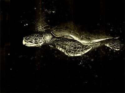 7 Green Turtle18x24WEB1
