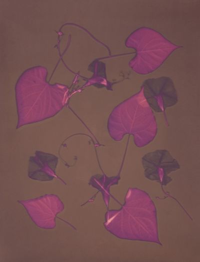 Dianna Rust image for ANE
