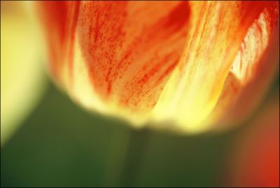 RedYellow Tulip HR 4 5x3