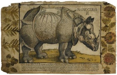 Rhinoceroscopy