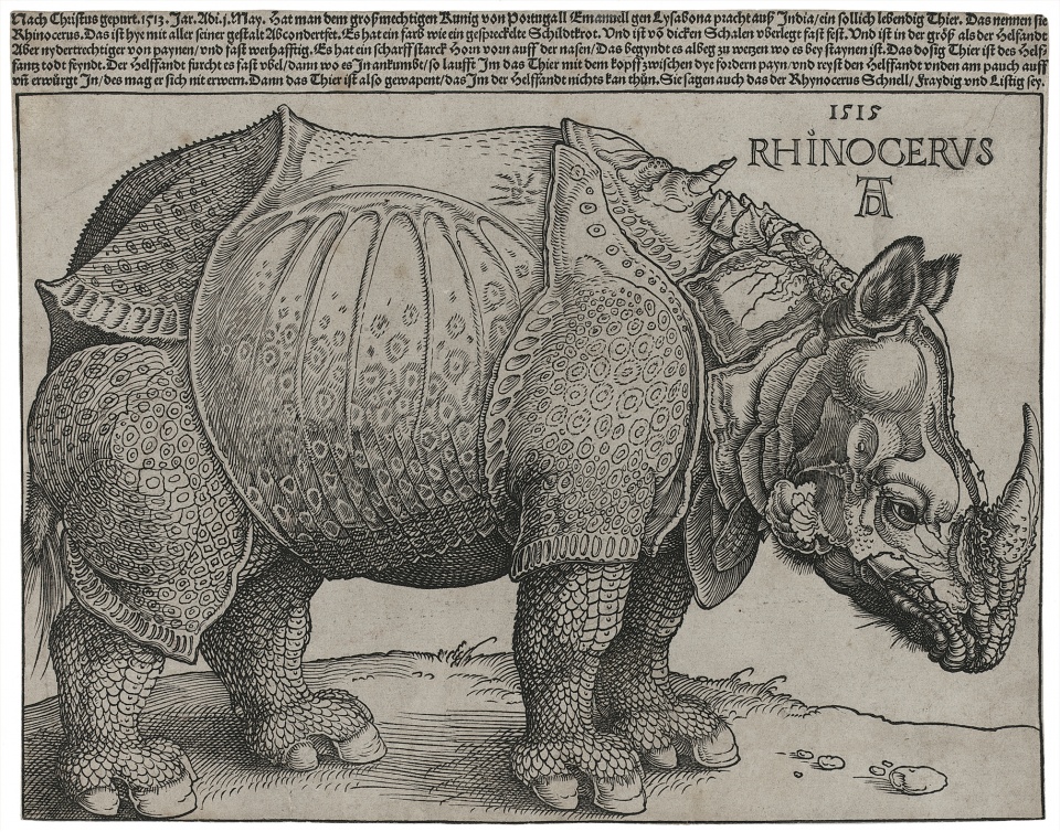 albert durer rhinoceros