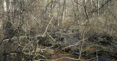 Mary Lang, Hassocky Meadow Trail, Ipswich River Wildlife Sanctuary, Ipswich, MA, 2024, archival digital print, 20 x 30”. At Kingston Gallery.