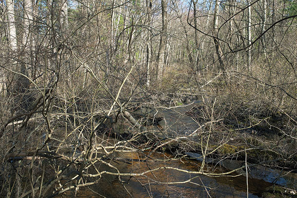 Mary Lang, Hassocky Meadow Trail, Ipswich River Wildlife Sanctuary, Ipswich, MA, 2024, archival digital print, 20 x 30”. At Kingston Gallery.
