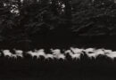 Paul Caponigro