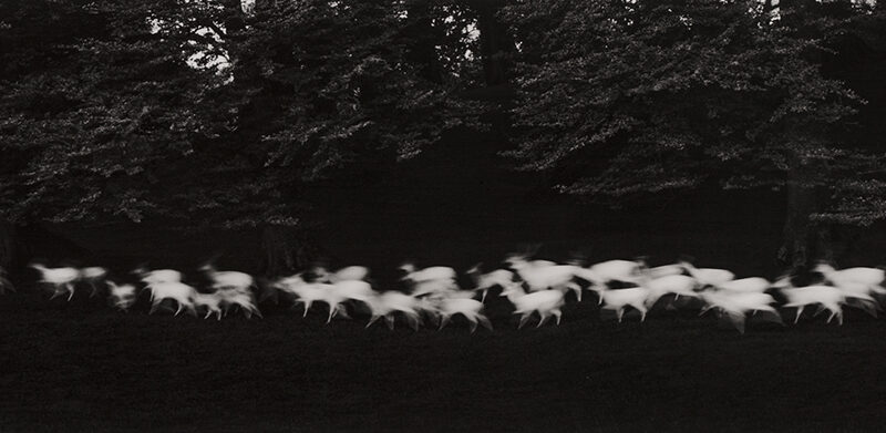 Paul Caponigro